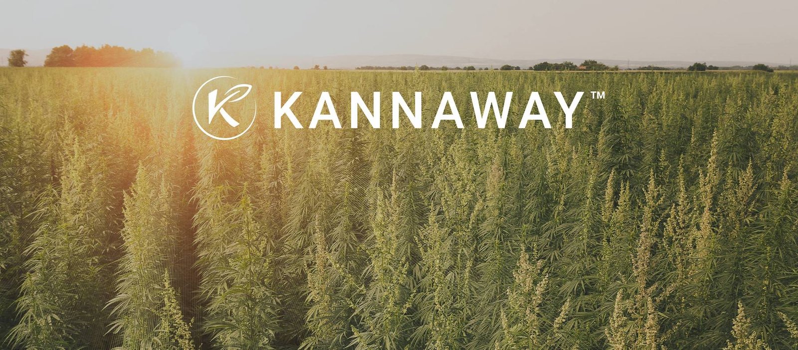 Hemp Oils for Superyachts
